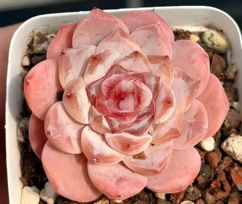 Pink rosette succulent in a small white pot with mixed gravel and pebbles