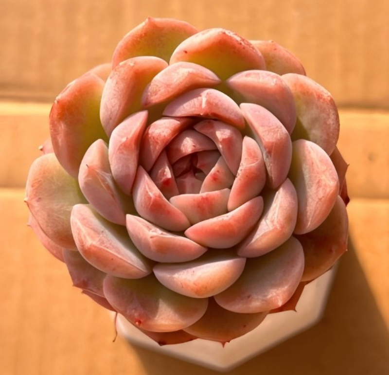 Pink rosette succulent in small pot