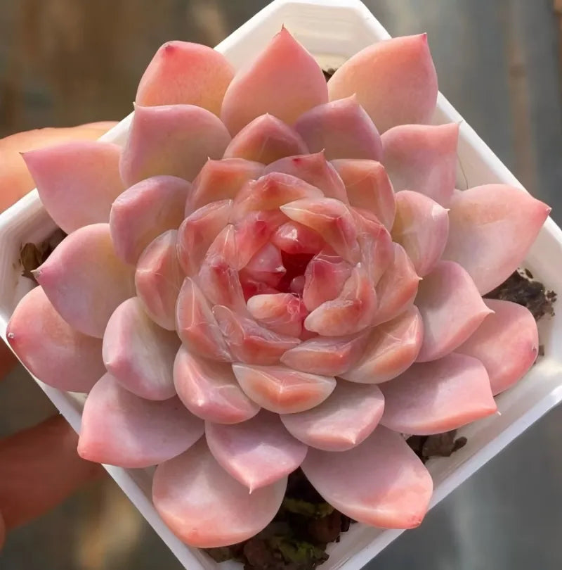 Ice Soul succulent in 3-inch pot, pink peach rosette close-up