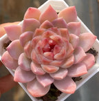 Ice Soul succulent in 3-inch pot, pink peach rosette close-up