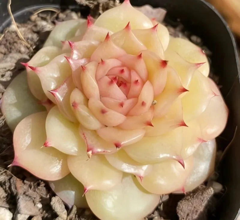 Succulent rosette in a 3-inch pot, pale yellow-green with pink-tipped leaves
