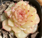 Succulent rosette in a 3-inch pot, pale yellow-green with pink-tipped leaves