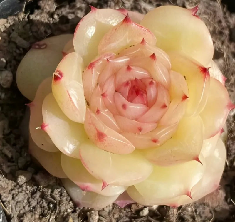 Succulent rosette in a 3-inch pot, layered petals with pink edges on pale leaves