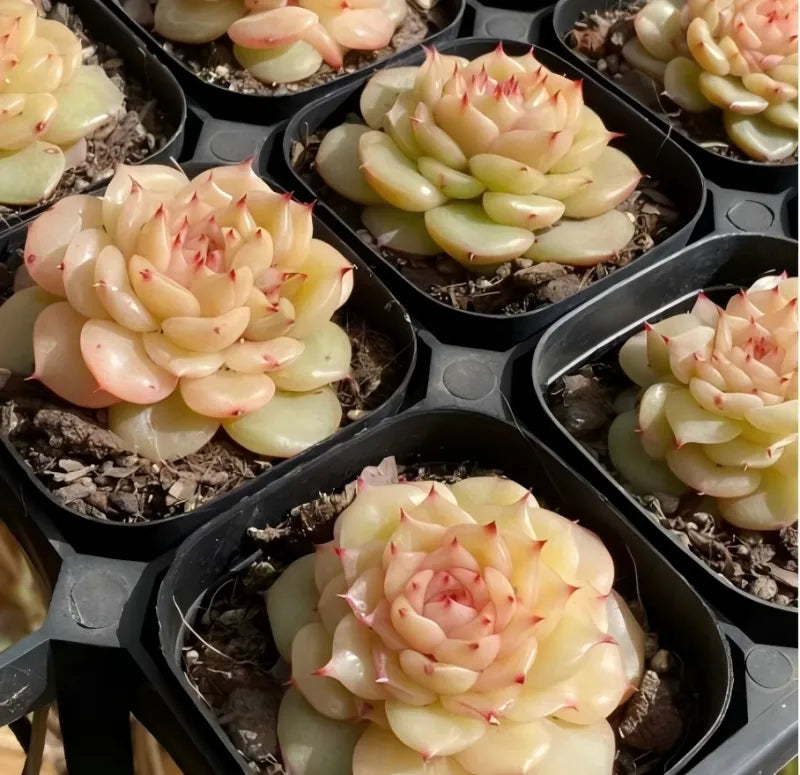 Succulent rosettes in multiple 3-inch pots, pale leaves with pink-tipped centers