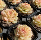 Succulent rosettes in multiple 3-inch pots, pale leaves with pink-tipped centers