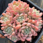 Jade ring succulent in a tray pot, large pink rosette with pale green leaves
