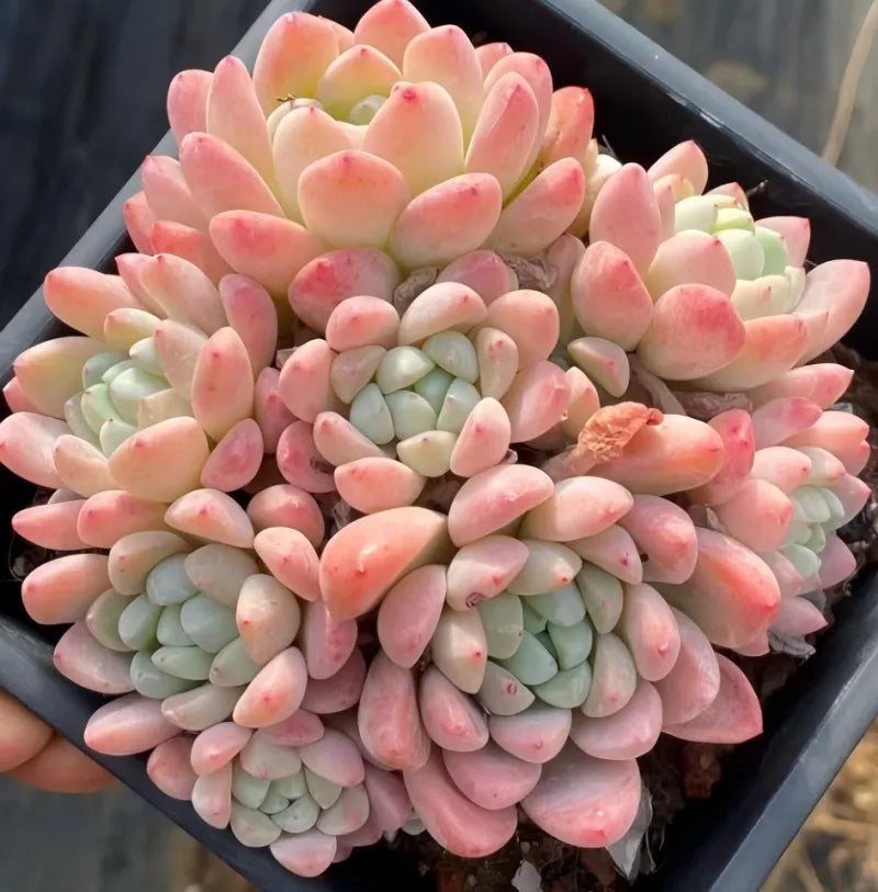 Jade ring succulent in a tray pot, large pink rosette with pale green leaves