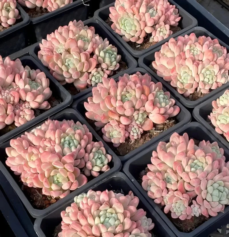Jade ring succulent in a 5-inch pot, pink and pale green rosette cluster