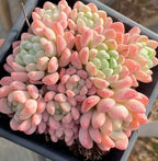 Jade ring succulent, close view of layered rosettes with pink outer leaves