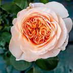 Bare-root rose bloom with peach-orange center and pale pink outer petals