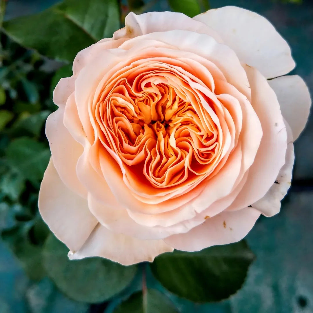 Bare-root rose bloom with peach-orange center and pale pink outer petals