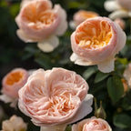 Bare-root rose cluster of pale pink blooms with warm orange inner petals