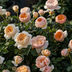 Bare-root rose blooms in pale pink and orange with layered petals and buds
