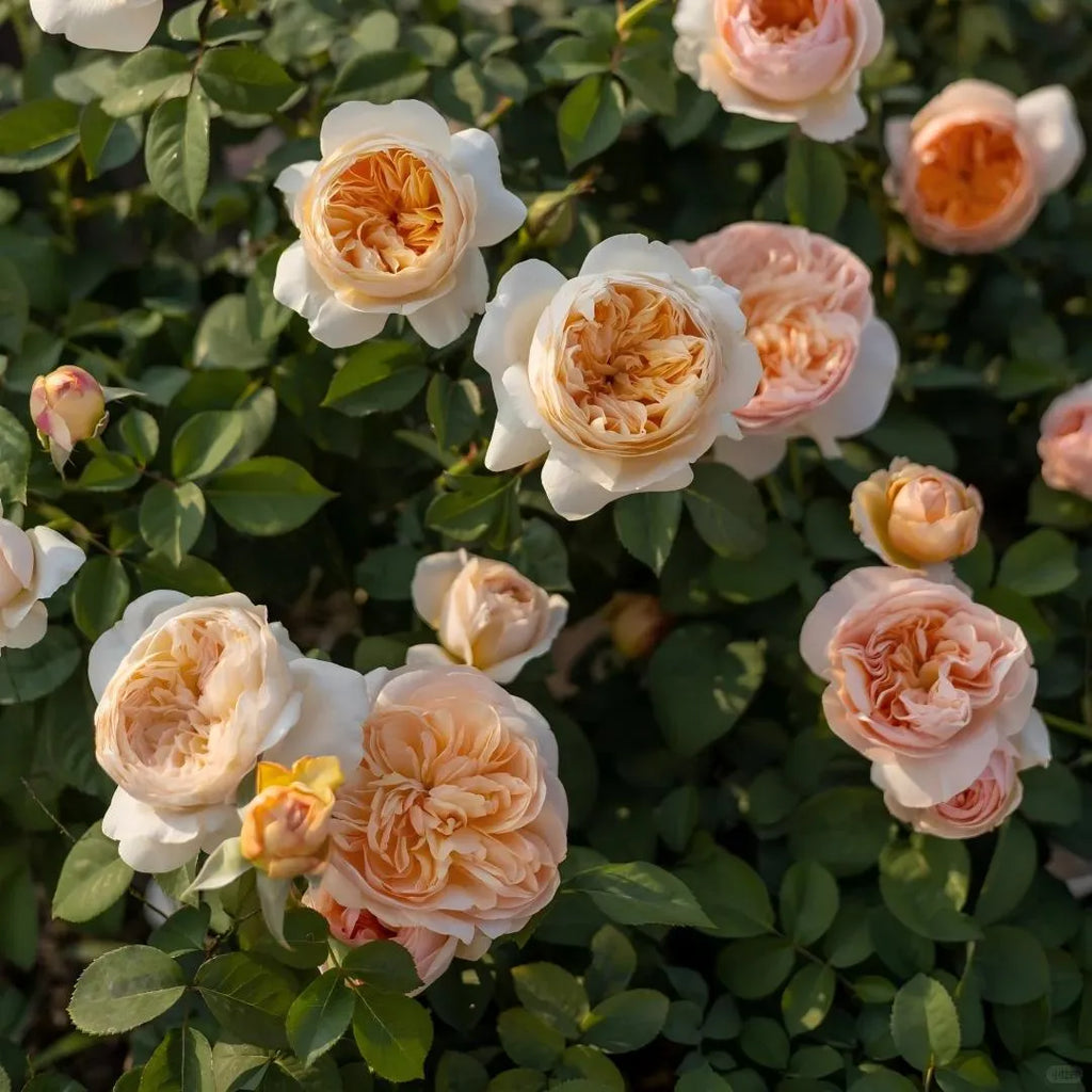 Bare-root rose plant with small cream and peach blooms among green leaves