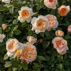 Bare-root rose plant with small cream and peach blooms among green leaves