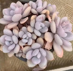 Round pot with dense arrangement of lilac, gray, and cream succulent pieces