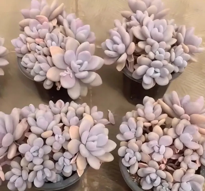 8-inch pot filled with pastel lilac and cream succulent-like pieces
