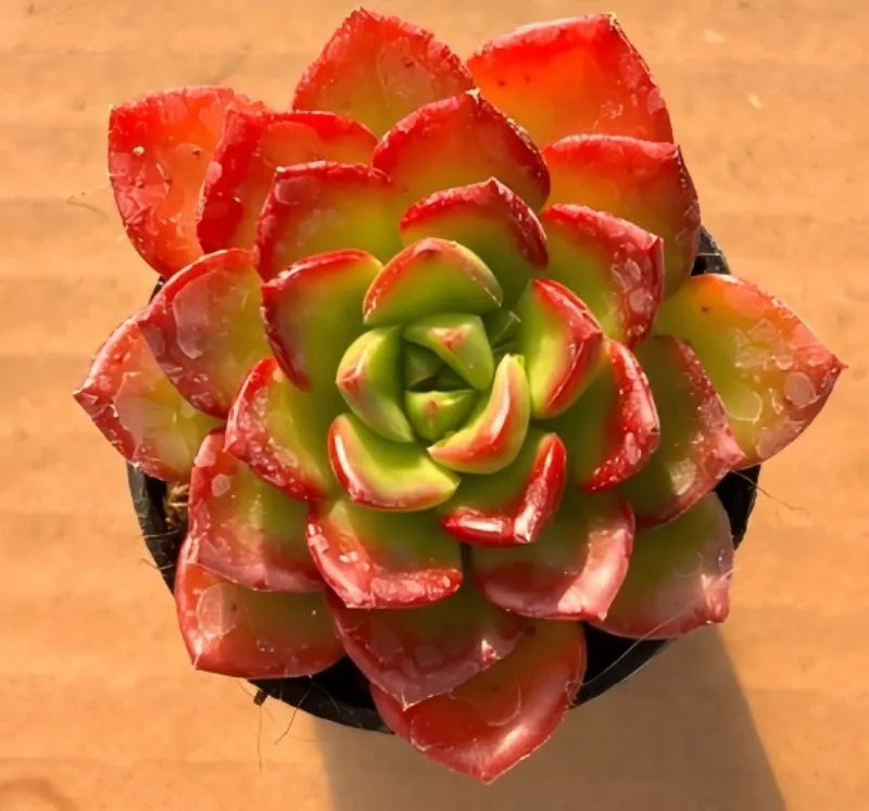 Succulent rosette in 2-inch pot, red and green leaves