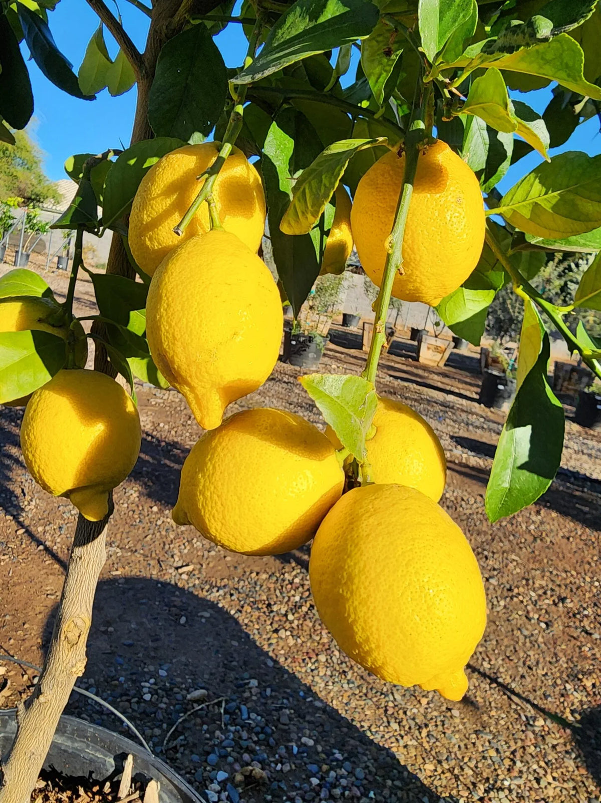Lisbon Lemon Tree -1.5ft. Tall Bare Root mysoilsong
