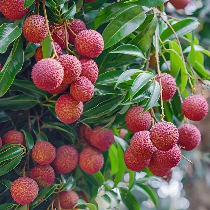 Mauritius Lychee Tree - 1.5ft Tall Bare Root mysoilsong