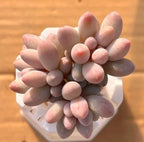 Succulent plant with pastel pink and purple rosette leaves in small white square pot