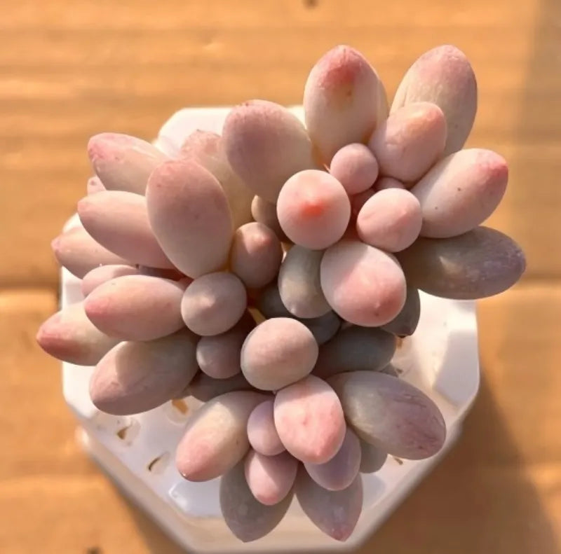 Small white square pot with clustered pastel succulents, pink tips and pale purple leaves