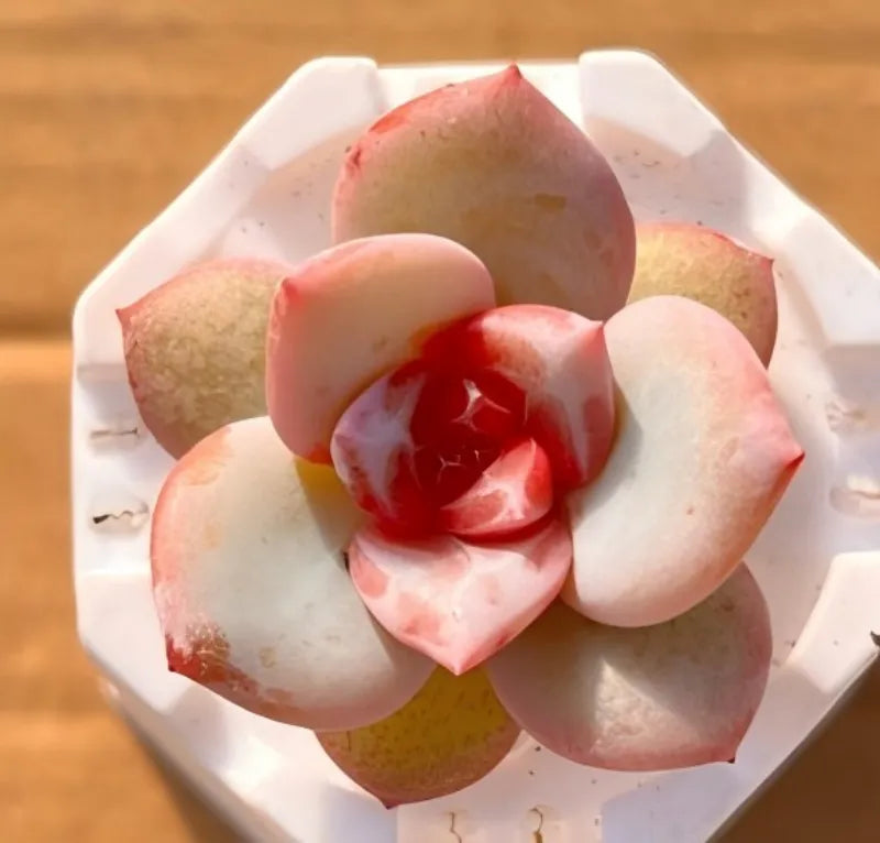 Love Angel 2-inch pot featuring a layered pink and cream flower in white dish