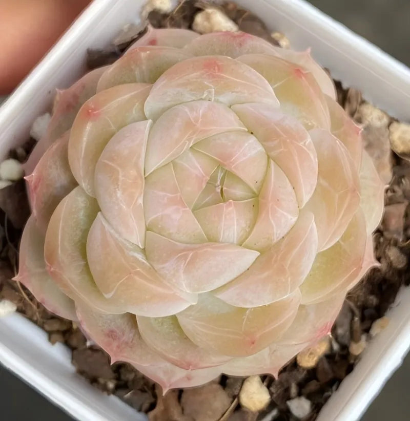 Cream and pale pink succulent rosette in white square pot with gravel soil