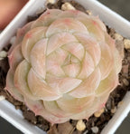Cream and pale pink succulent rosette in white square pot with gravel soil