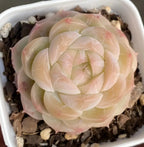 Pale pink succulent rosette in white pot with gravel soil