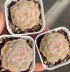 Three pale pink succulent rosettes in small white pots with gravel soil
