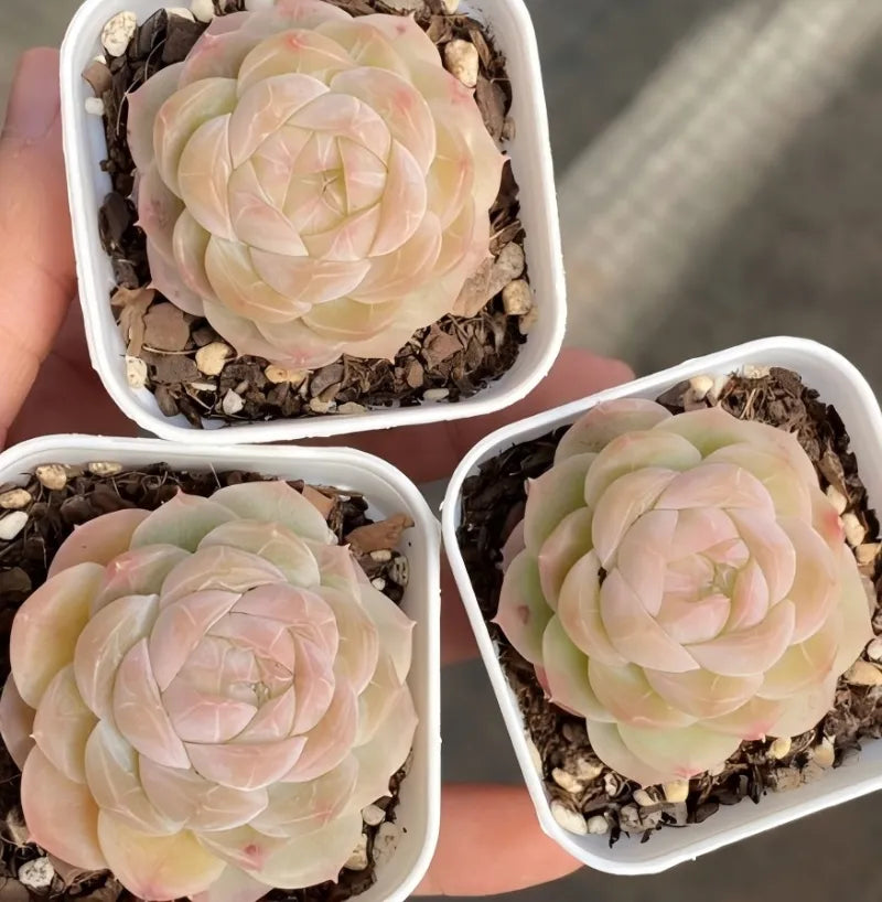 Three pale pink succulent rosettes in small white pots with gravel soil