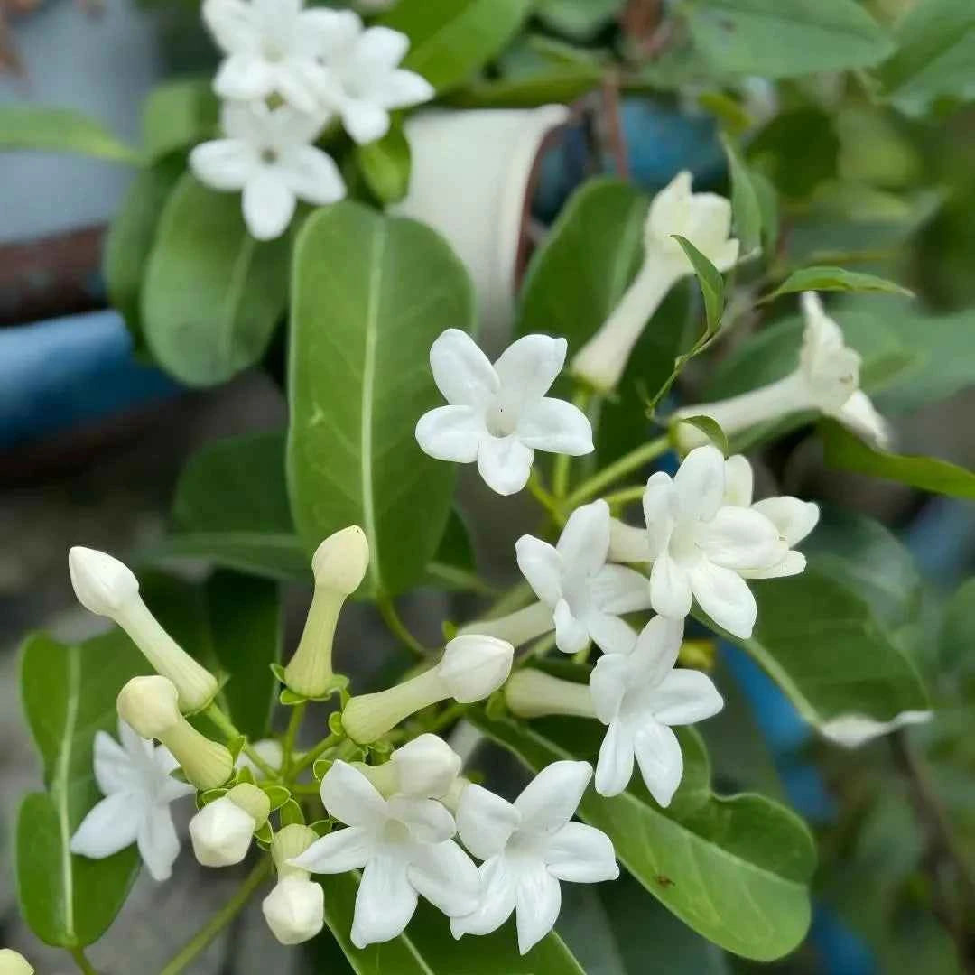 Madagascar jasmine with white star-shaped blossoms and green leaves