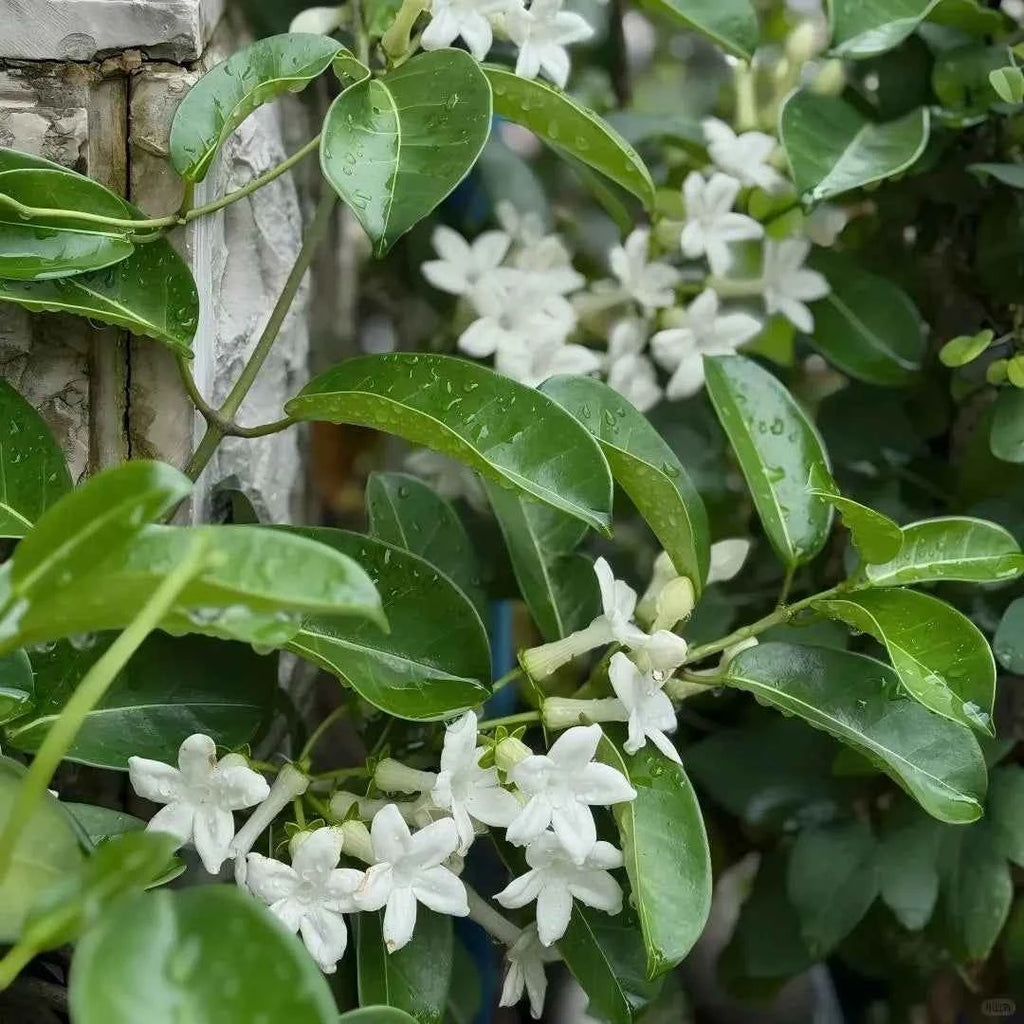 Madagascar jasmine sprigs with white flowers and glossy green leaves