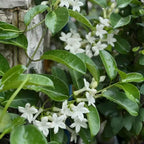 Madagascar jasmine sprigs with white flowers and glossy green leaves
