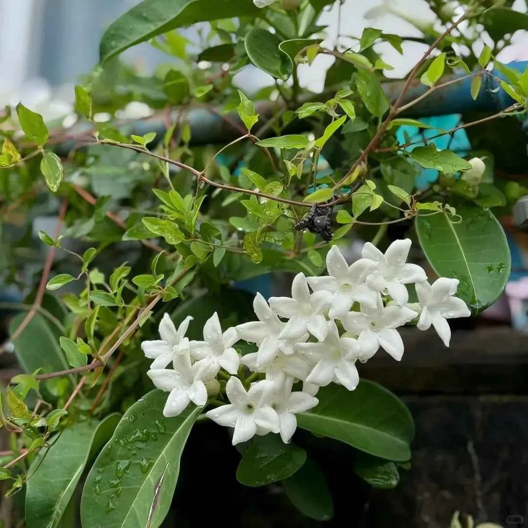 Madagascar jasmine cluster with white flowers and broad green leaves on vines