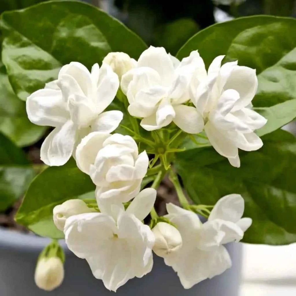 White jasmine blossoms with green leaves on a jasmine plant
