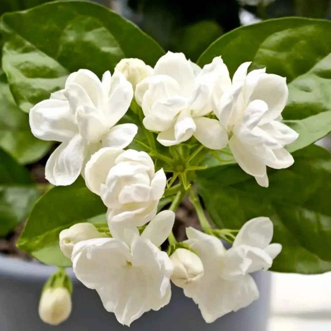 White jasmine blossoms with green leaves on a jasmine plant