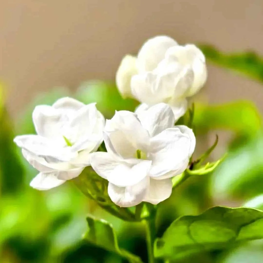 White jasmine flower cluster with green leaves