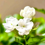 White jasmine flower cluster with green leaves