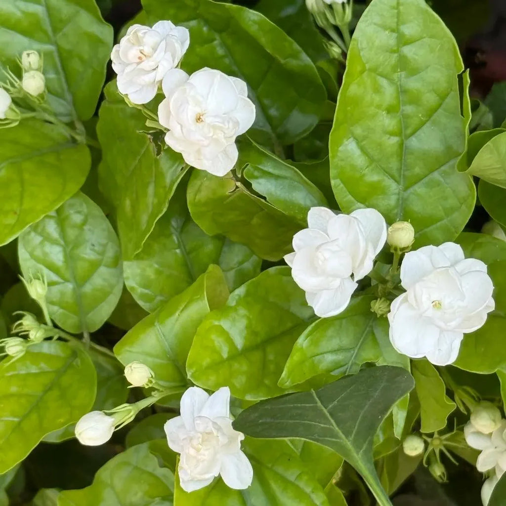 Maid of Orleans Jasmine