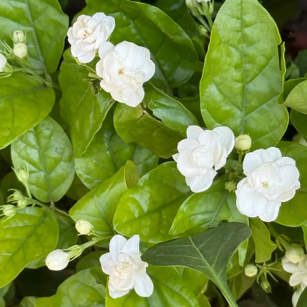 Maid of Orleans Jasmine