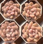 Manta Queen 2-inch pot succulent cluster, pink and peach, hexagonal 4-pack