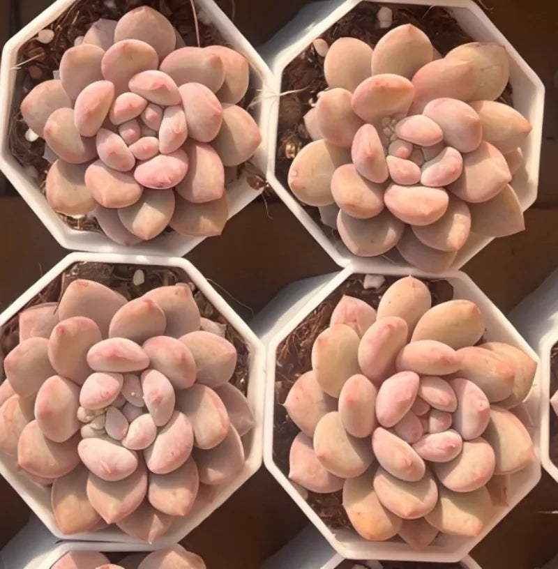 Manta Queen 2-inch pot succulent cluster, pink and peach, hexagonal 4-pack