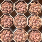 Manta Queen 2-inch pot succulents, pink and peach, hexagonal multi-pack grid