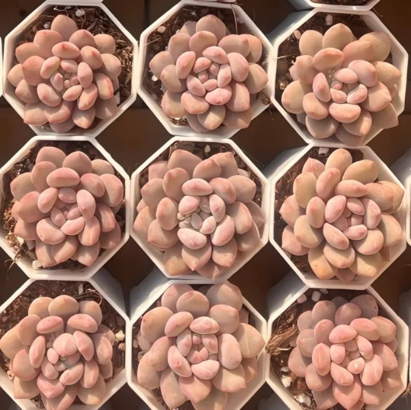 Manta Queen 2-inch pot succulents, pink and peach, hexagonal multi-pack grid