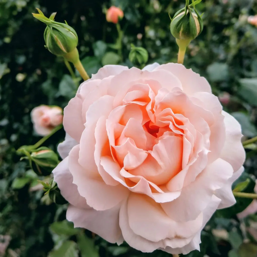 Monica David Rose bare-root rose plant with pale pink double bloom and green buds