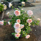 Monica David Rose bare-root rose plant in ground with multiple pale pink blooms