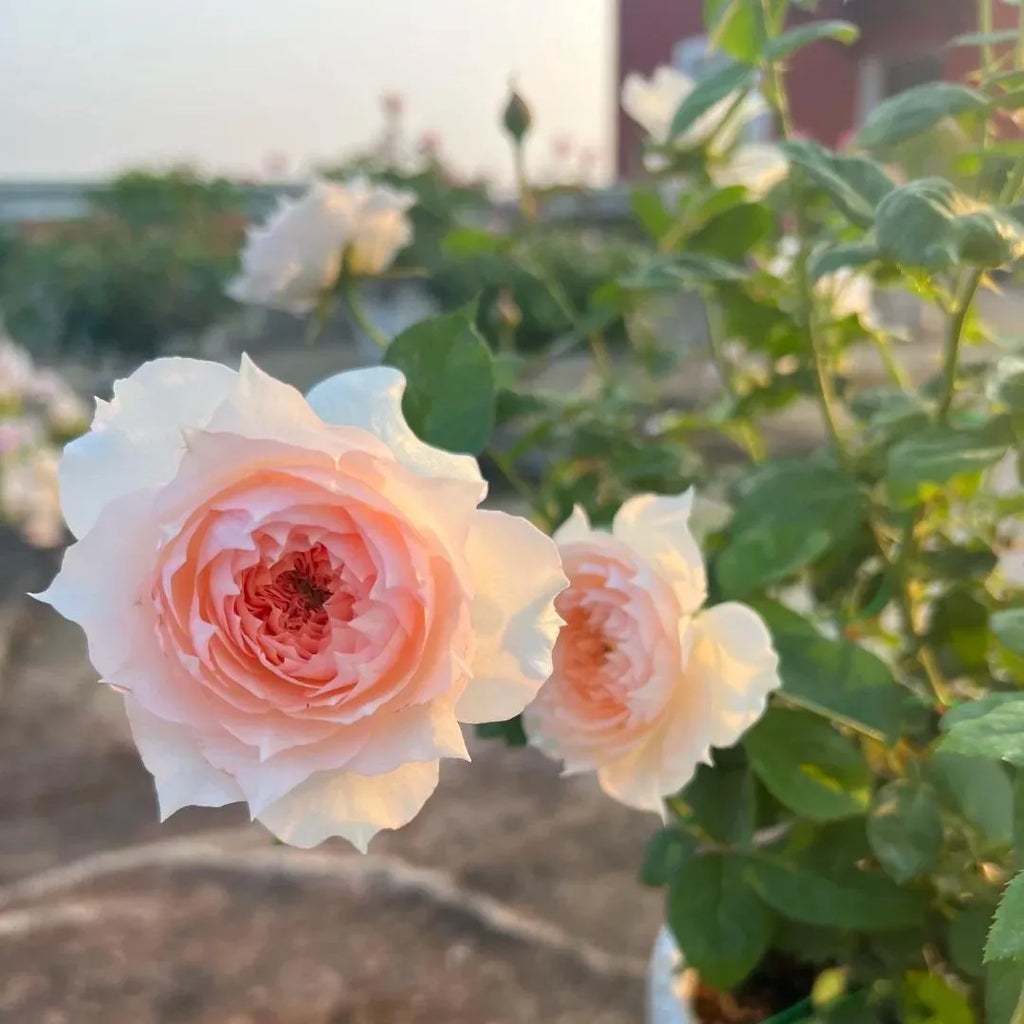 Monica David Rose bare-root rose plant with pale pink double blossoms on stems