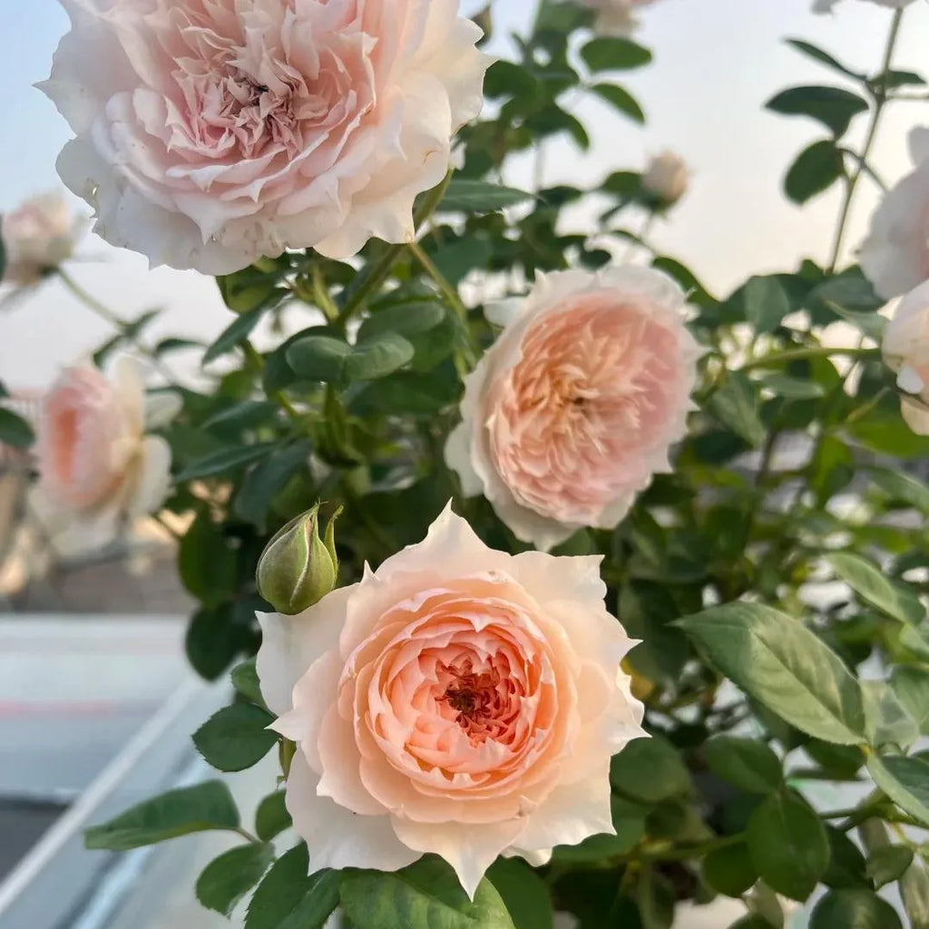 Monica David Rose bare-root rose plant with pale pink and peach double roses
